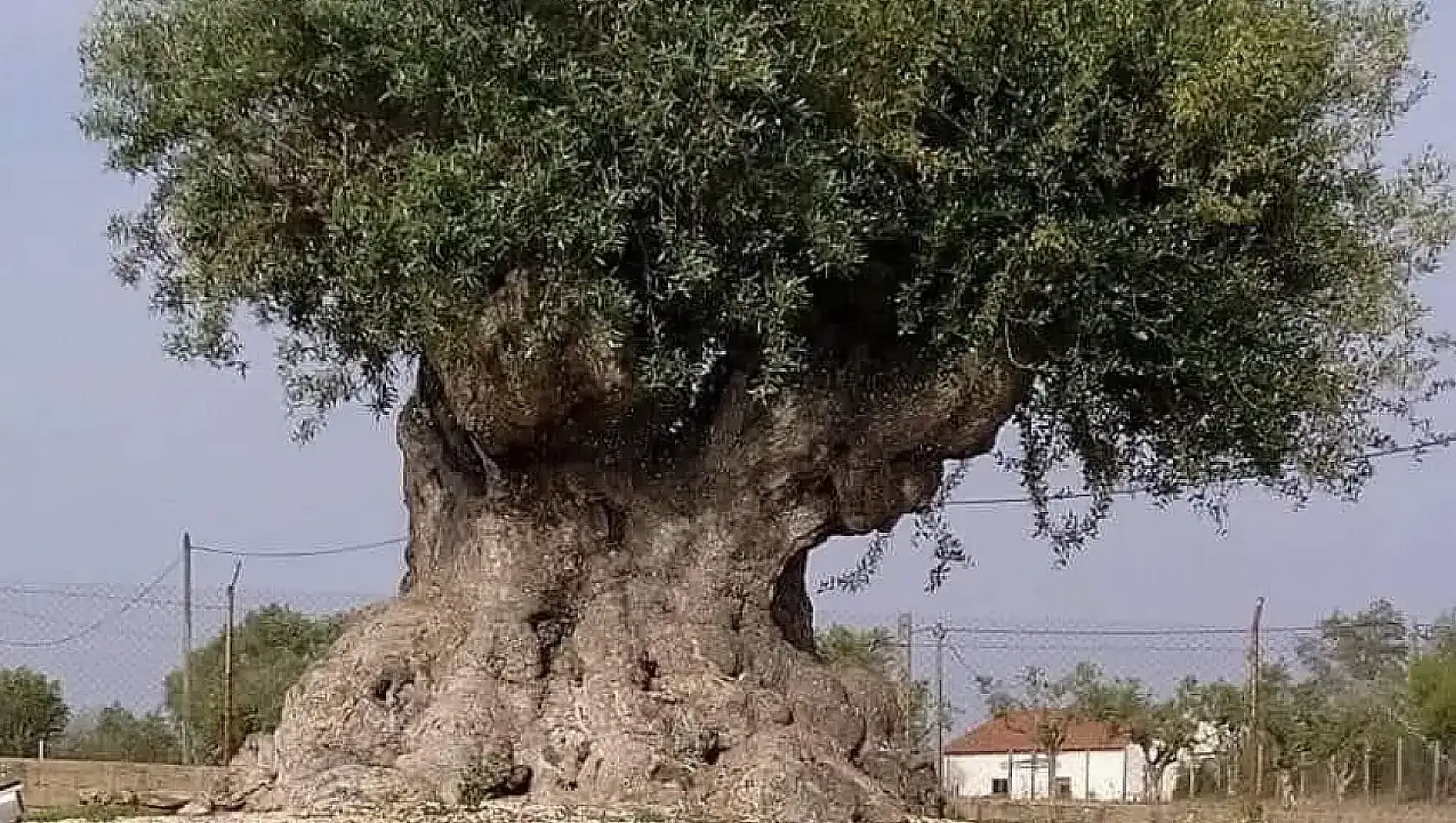 Zeytin ağaçları Türkiye'nin ekonomik geleceğini şekillendirebilir mi?