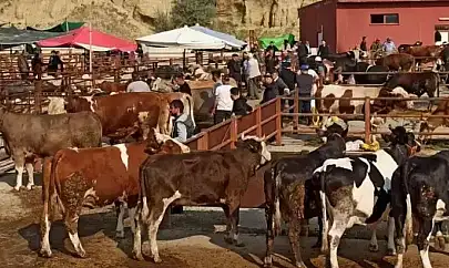 Şap salgınına karşı acil önlem: Hayvan pazarlarına geçici kilit