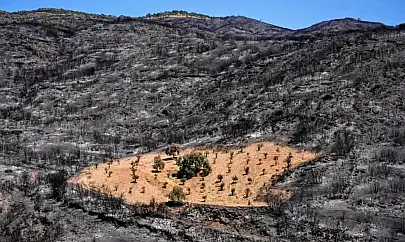 Zirai bakımın önemi: Biçilen bahçe yangına direndi