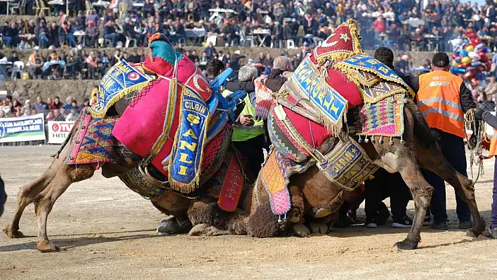 28.GELENEKSEL KONAKLI DEVE GÜREŞLERİ FESTİVALİ BAŞLIYOR