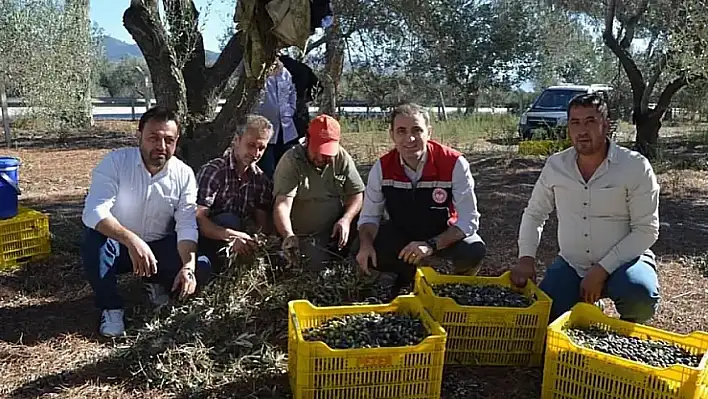 Bayındır'da zeytin hasadı başladı