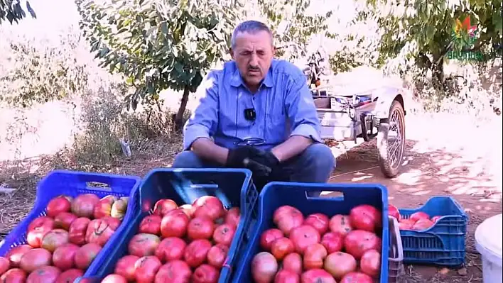 Dernekli’nin pembe domatesleri sofraların gözdesi oldu