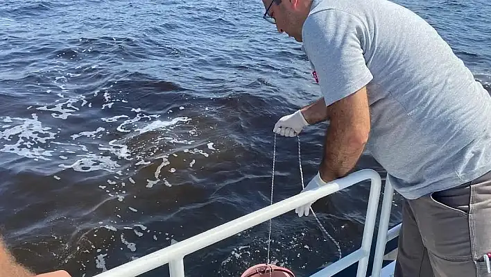 İzmir Körfezi'ndeki balık ölümlerine inceleme