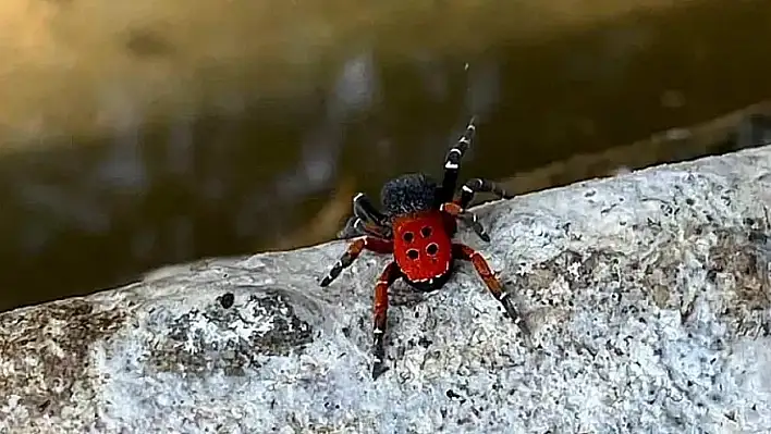 Ödemiş Balabanlı'da zehirli örümcek paniği