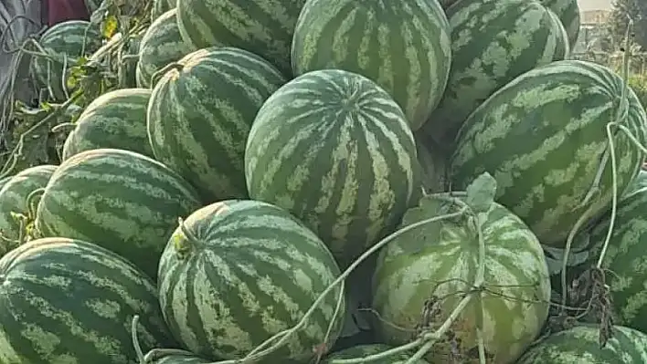 Ödemiş'te karpuzun kilosu 4 TL'ye geriledi