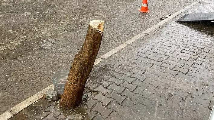 Tire Belediyesi katledilen ağacın yerine yenisini dikti