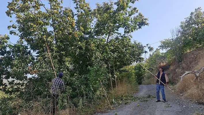 Tire dağlarında kestane hasadı başladı