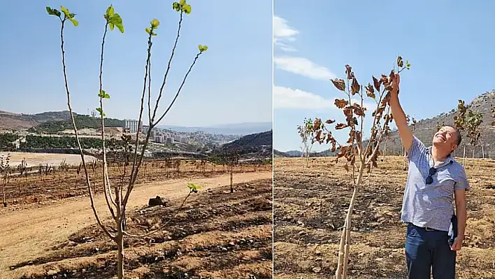 Yanan orman alanından sevindirici haber