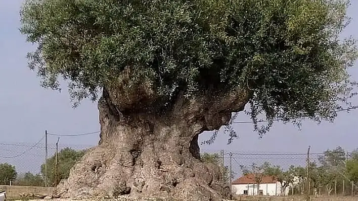 Zeytin ağaçları Türkiye'nin ekonomik geleceğini şekillendirebilir mi?