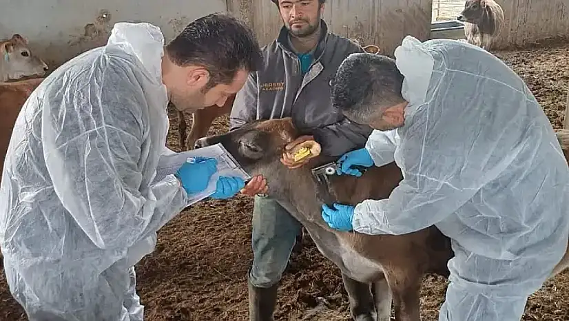 Bayındır'da hastalıktan ari işletmede tüberkülin uygulaması yapıldı