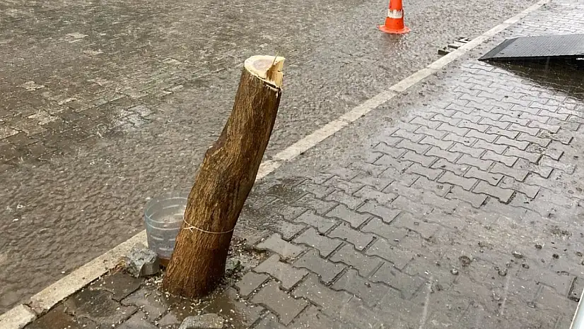 Tire Belediyesi katledilen ağacın yerine yenisini dikti
