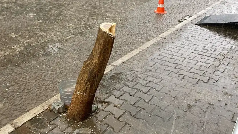 Tire Belediyesi katledilen ağacın yerine yenisini dikti